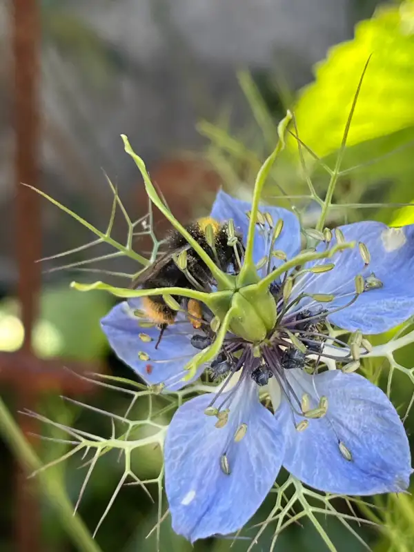 Blumen: Jungfer im Grünen (Nigella damascena)