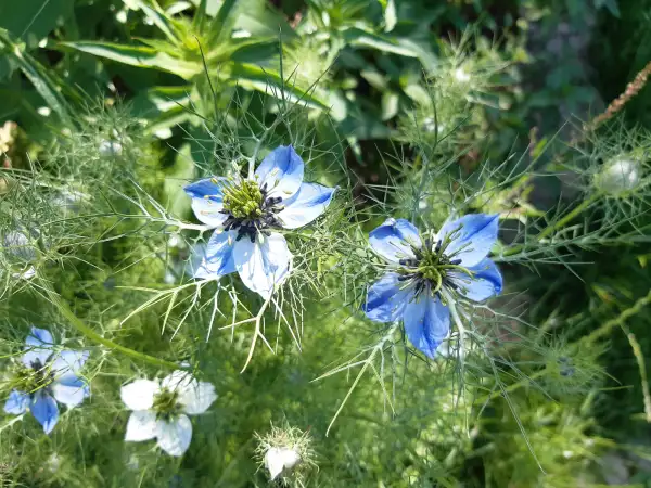 Blumen: Jungfer im Grünen, nigella damascena