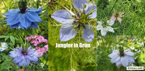 Blumen: Jungfer in Grün - Weiss/Rosa/Blau Mix