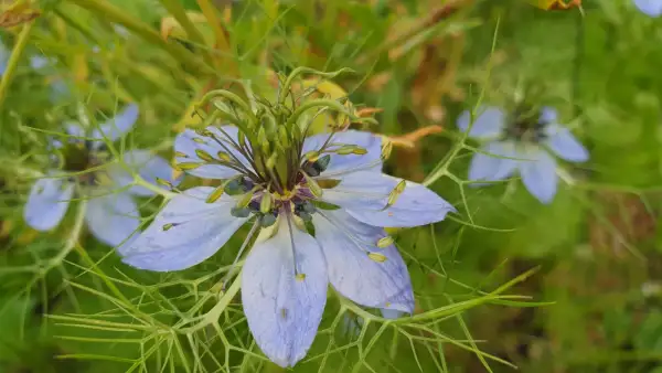 Blumen: Jungfer in Grün - Weiss/Rosa/Blau Mix