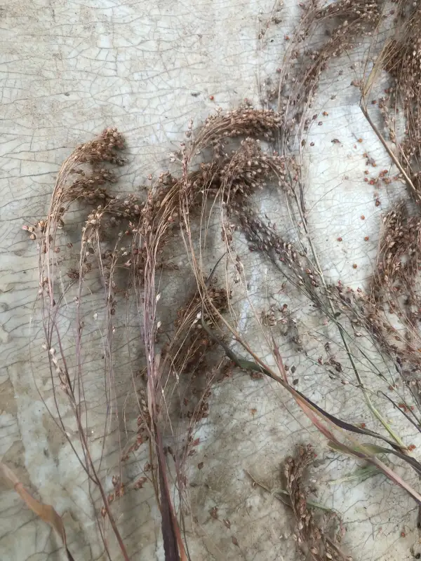 andere Gemüse: Juosves (Panicum miliaceum)