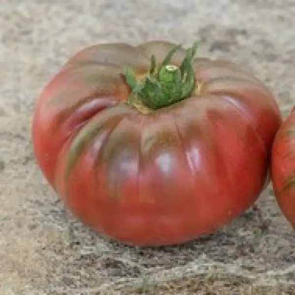 Tomaten: Jupiters Glow