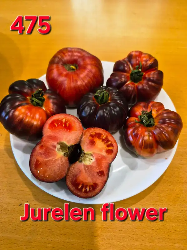 Tomaten: Jurelen flower
