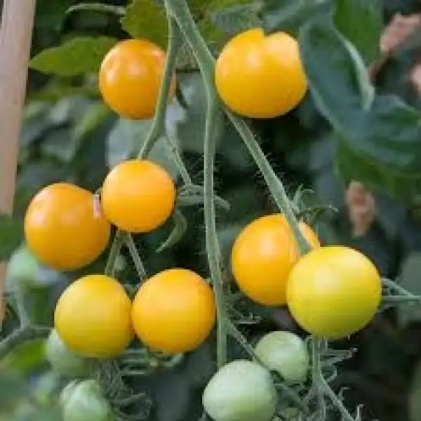 Tomaten: Justens Gelbe