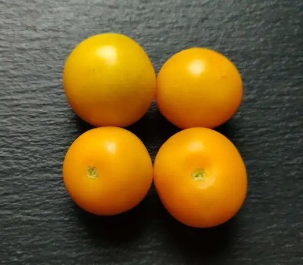 Tomaten: Justens Gelbe