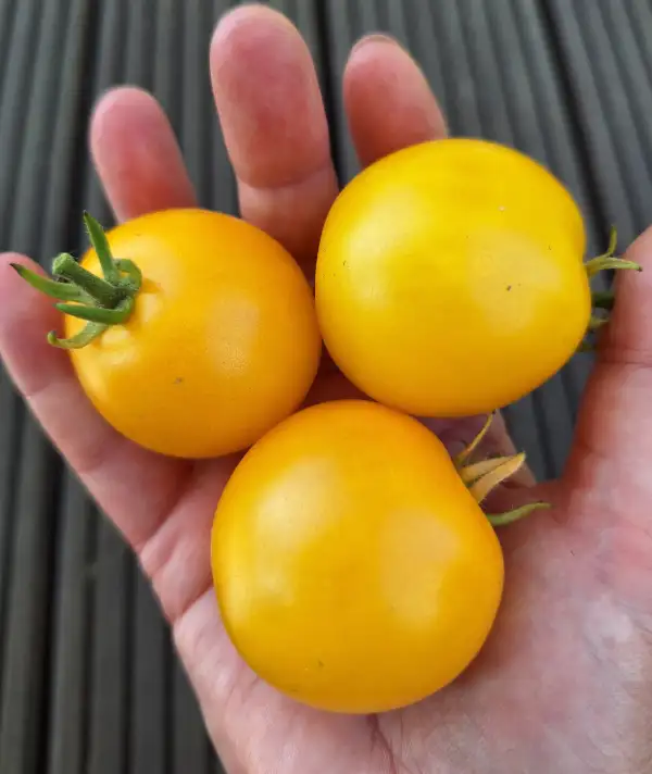 Tomaten: Justens Gelbe