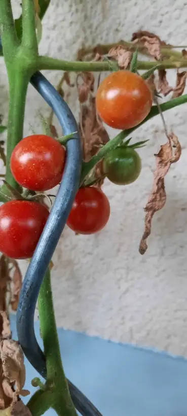 Tomaten: Justens Süsse