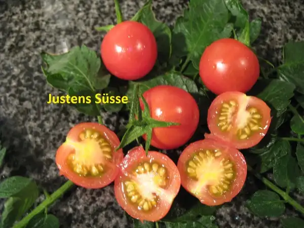 Tomaten: Justens Süsse