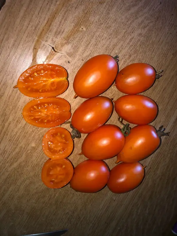 Tomaten: Justyna