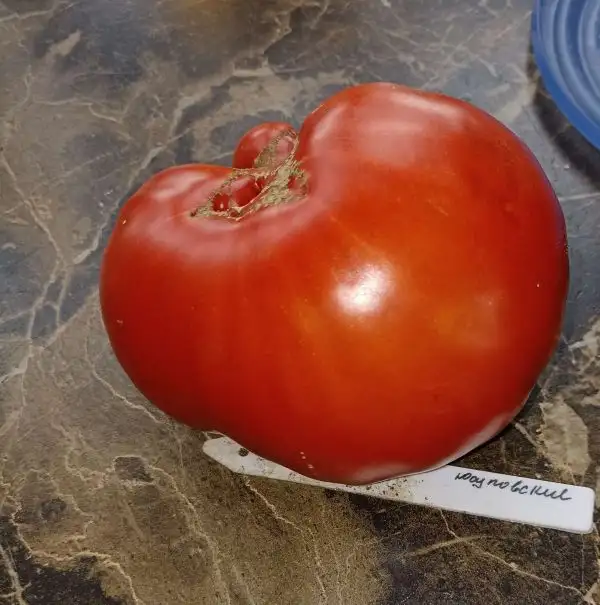 Tomaten: Jusupovskie