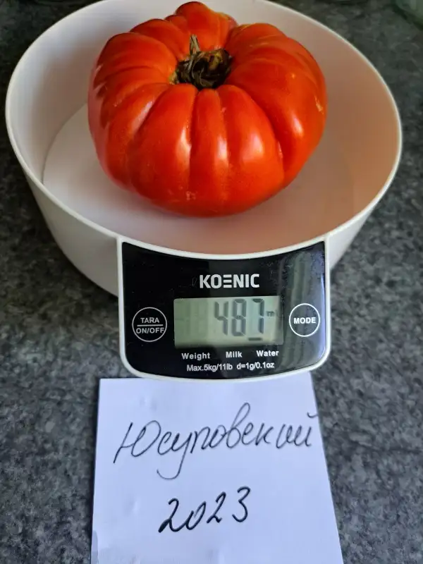 Tomaten: Jusupovskij