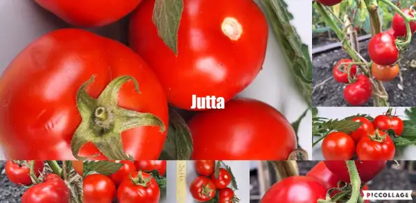 Tomaten: Jutta