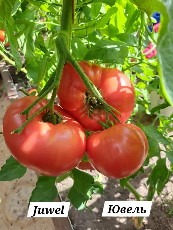 Tomaten: Juwel
