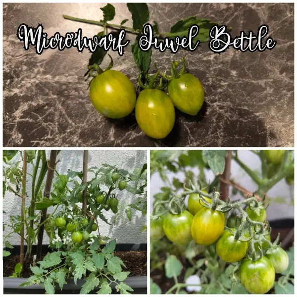 Tomaten: Juwel Bettle Microdwarf