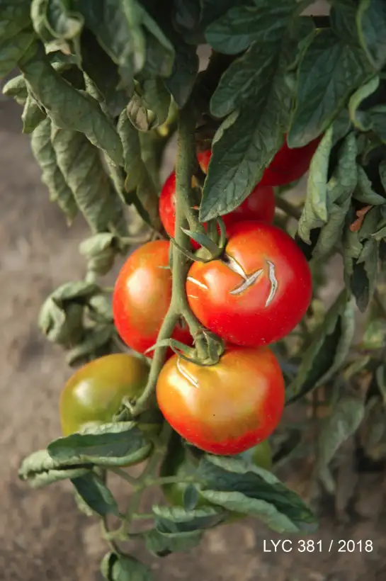Tomaten: Juzanin