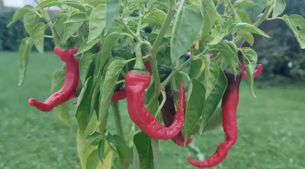 Chili / Paprika: Jwala