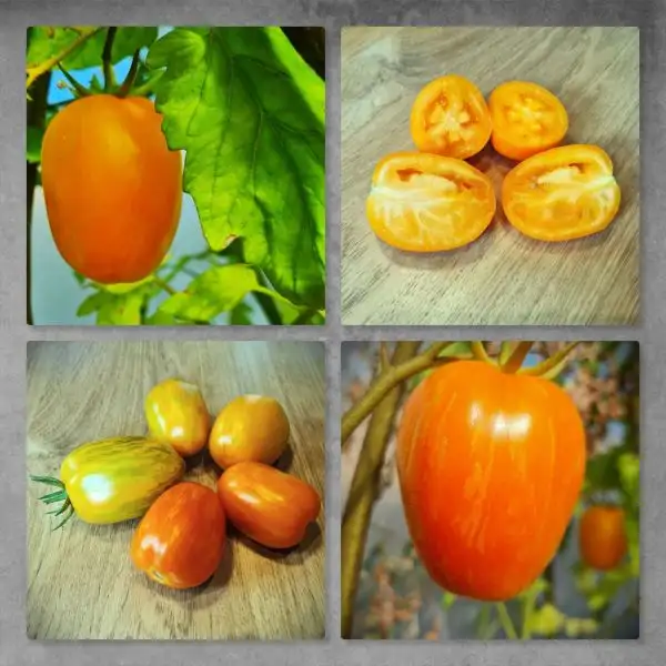 Tomaten: K 54 - 70