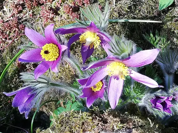 Blumen: Küchenschelle