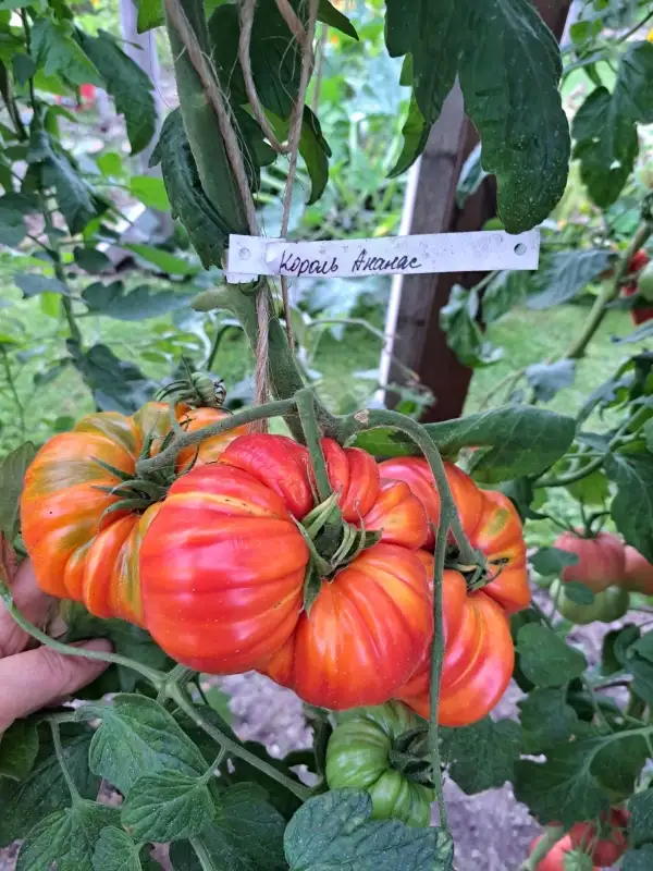 Tomaten: König Ananas