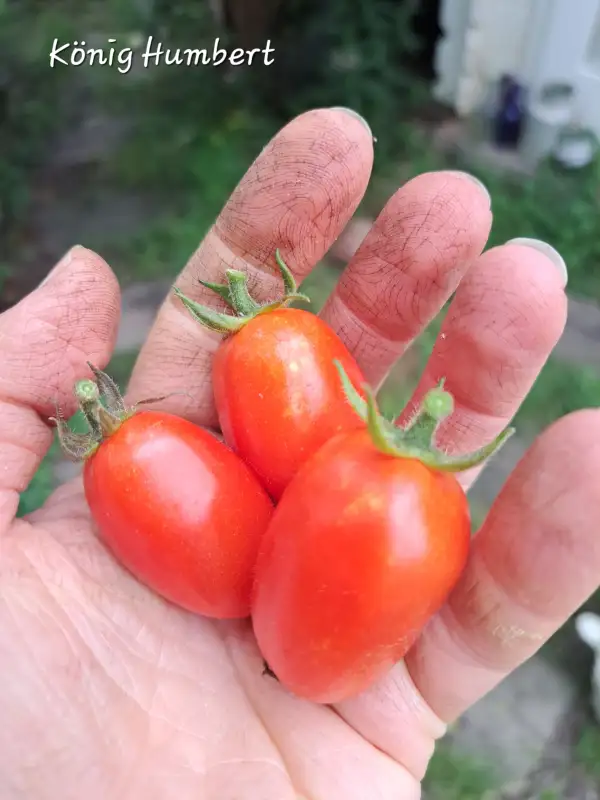 Tomaten: König Humbert 2025