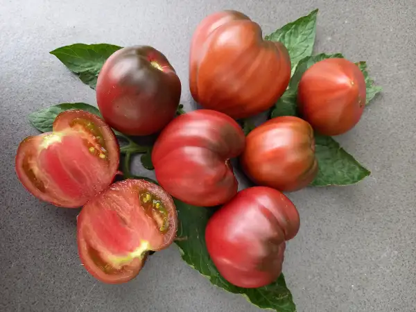 Tomaten: König Purpur