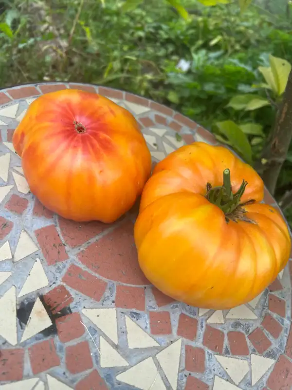 Tomaten: Königananas