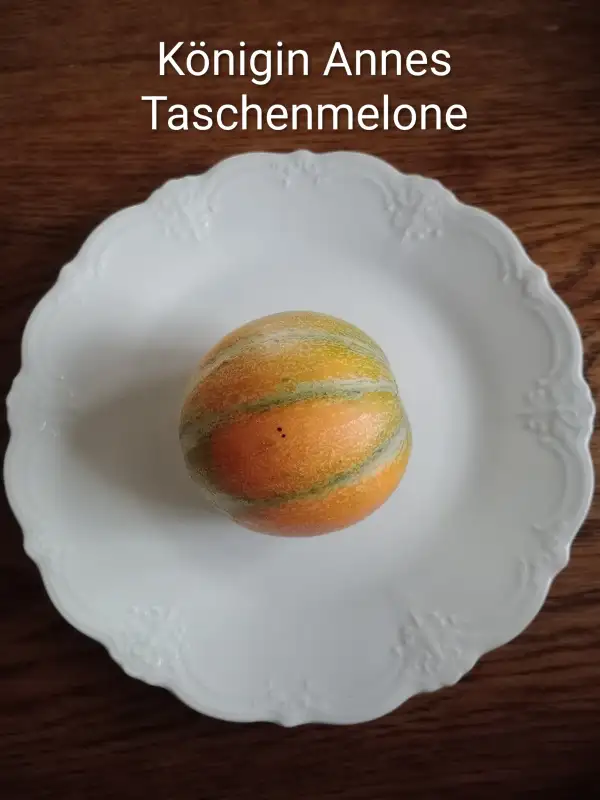 Melonen: Königin Annes Taschenmelone (alte Sorte)