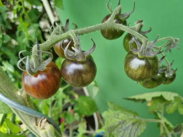 Tomaten: Königin der Nacht