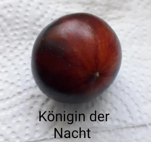 Tomaten: Königin der Nacht