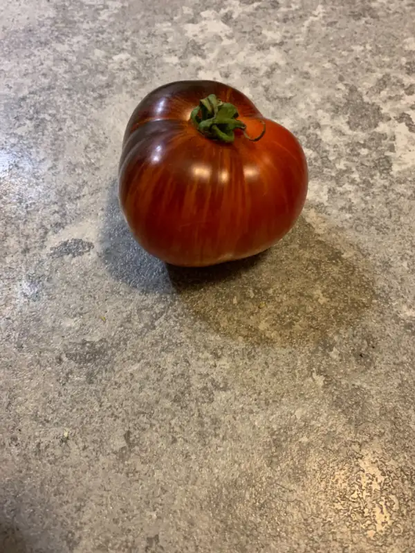 Tomaten: Königin der Nacht