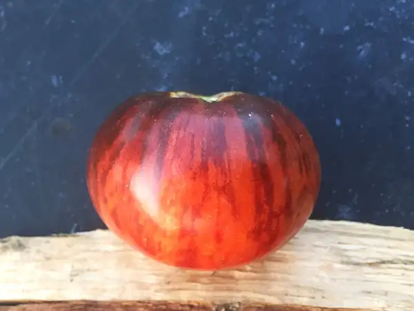 Tomaten: Königin der Nacht