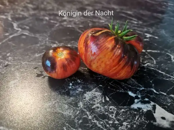 Tomaten: Königin der Nacht