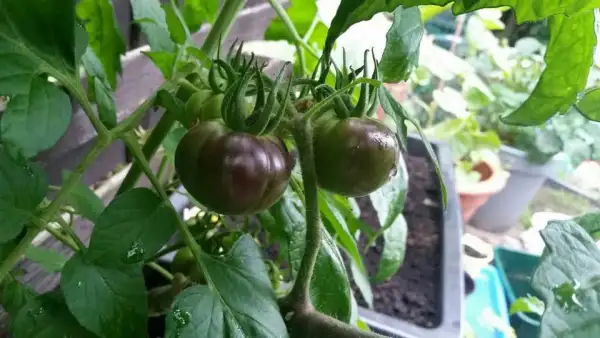 Tomaten: Königin der Nacht