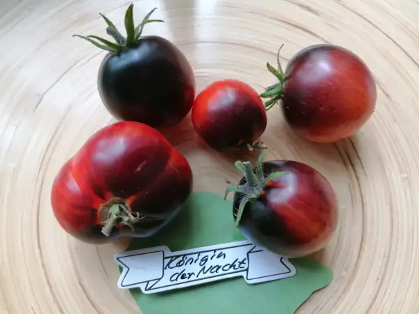 Tomaten: Königin der Nacht