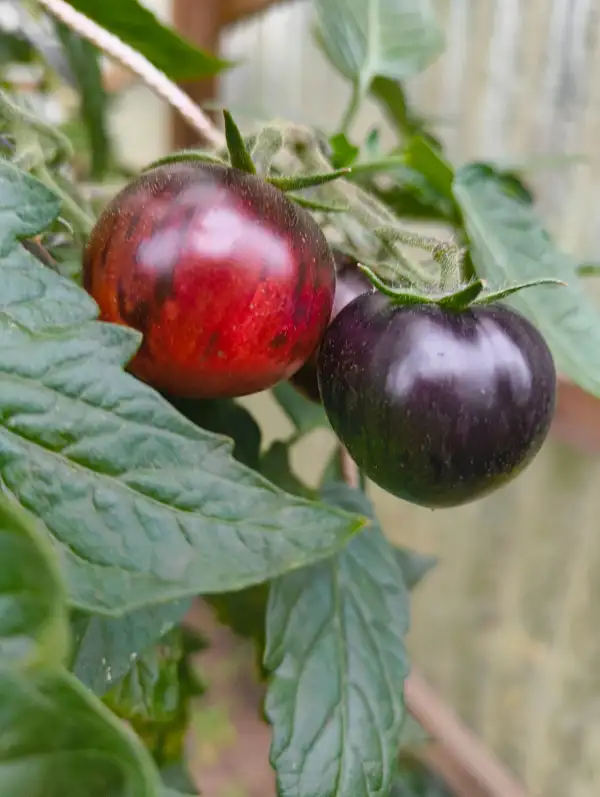 Tomaten: Königin der Nacht