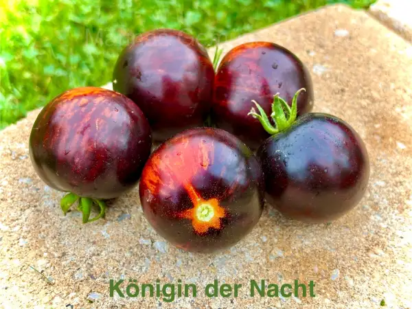 Tomaten: Königin der Nacht