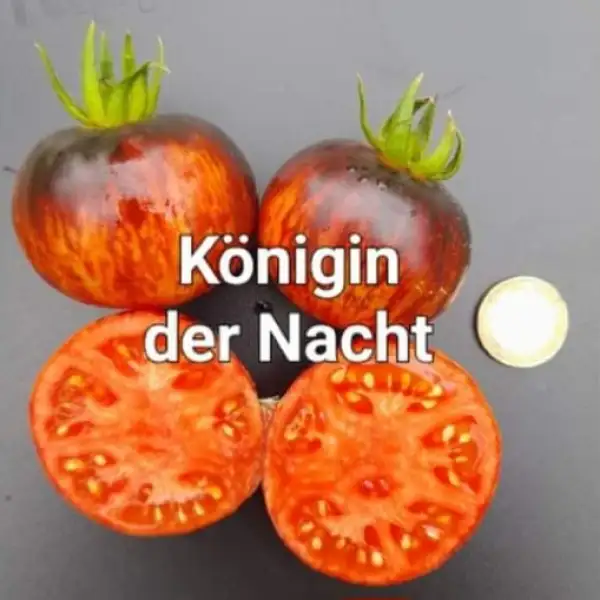 Tomaten: Königin der Nacht