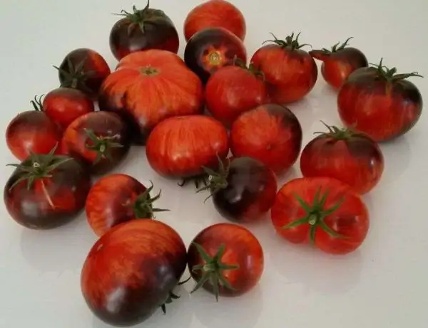 Tomaten: Königin der Nacht