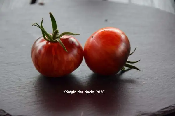 Tomaten: Königin der Nacht