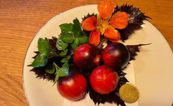 Tomaten: Königin der Nacht
