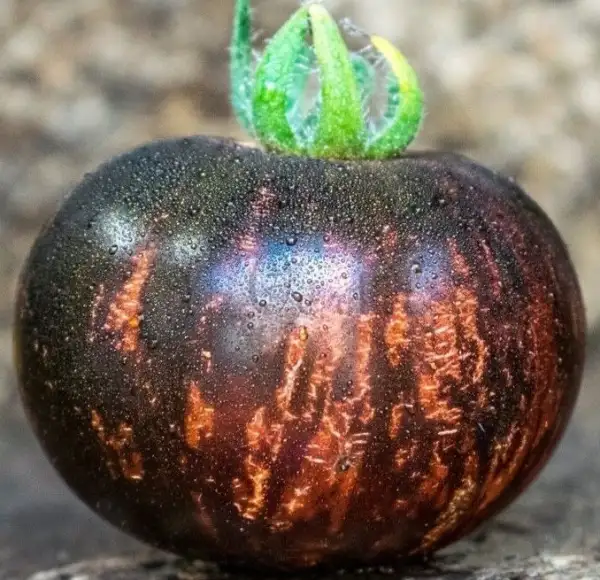 Tomaten: Königin der Nacht