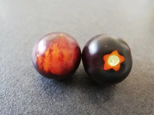 Tomaten: Königin der Nacht
