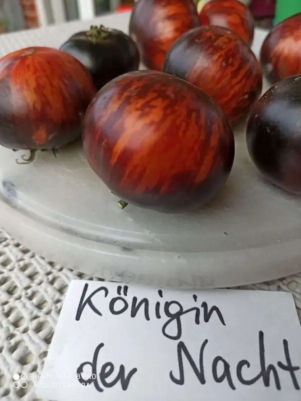 Tomaten: Königin der Nacht