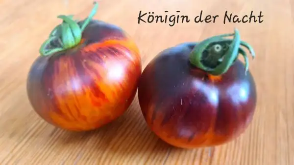 Tomaten: Königin der Nacht