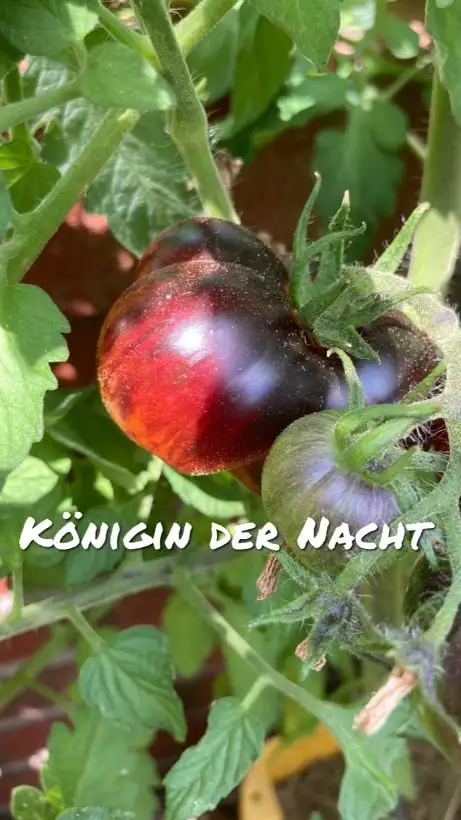 Tomaten: Königin der Nacht