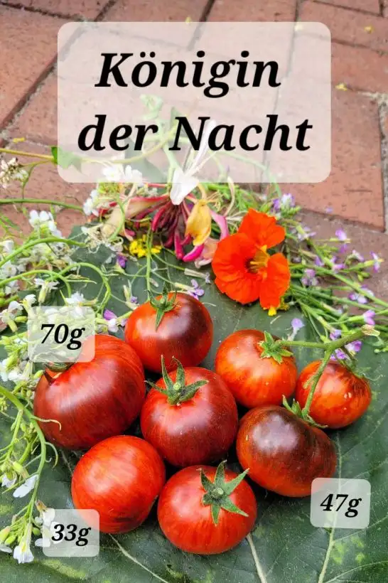 Tomaten: Königin der Nacht