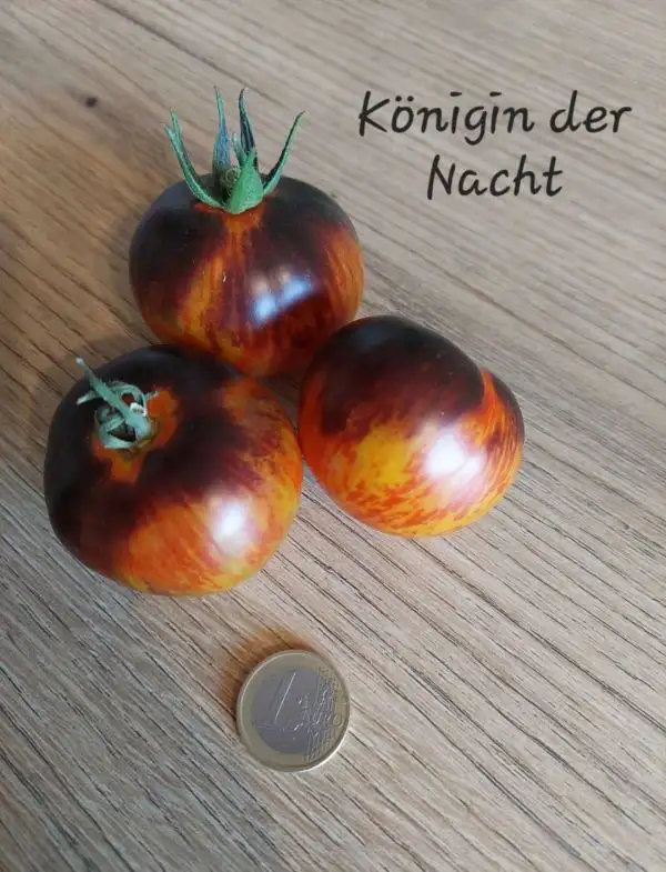 Tomaten: Königin der Nacht