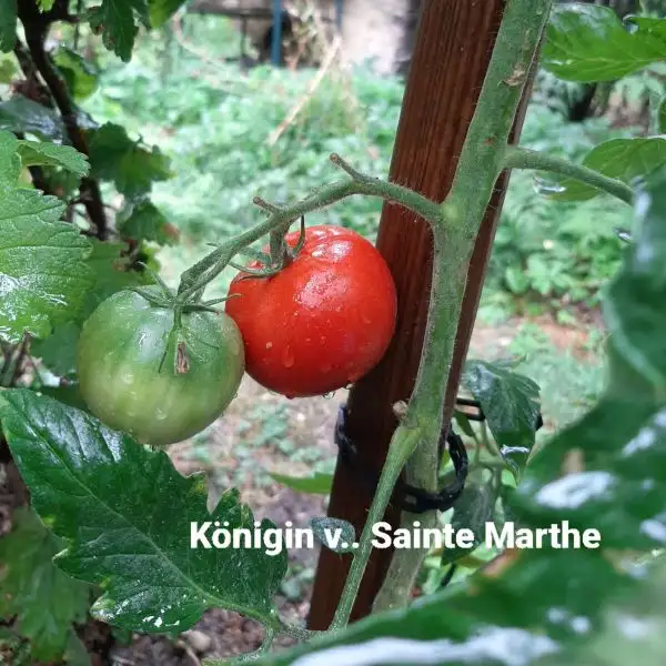 Tomaten: Königin von Sainte Marthe