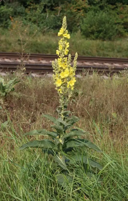 Blumen: Königskerze