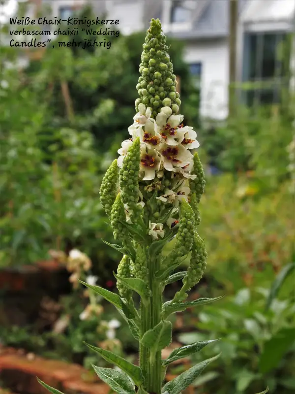 Blumen: Königskerze weiß, verbascum chaixii, „wedding candles“